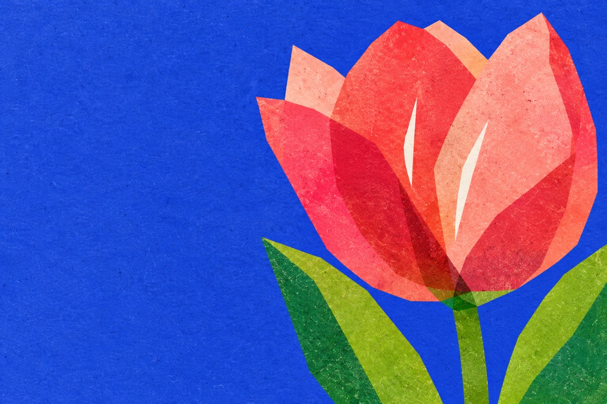 A tulip postcard: a large red tulip on cobalt blue
